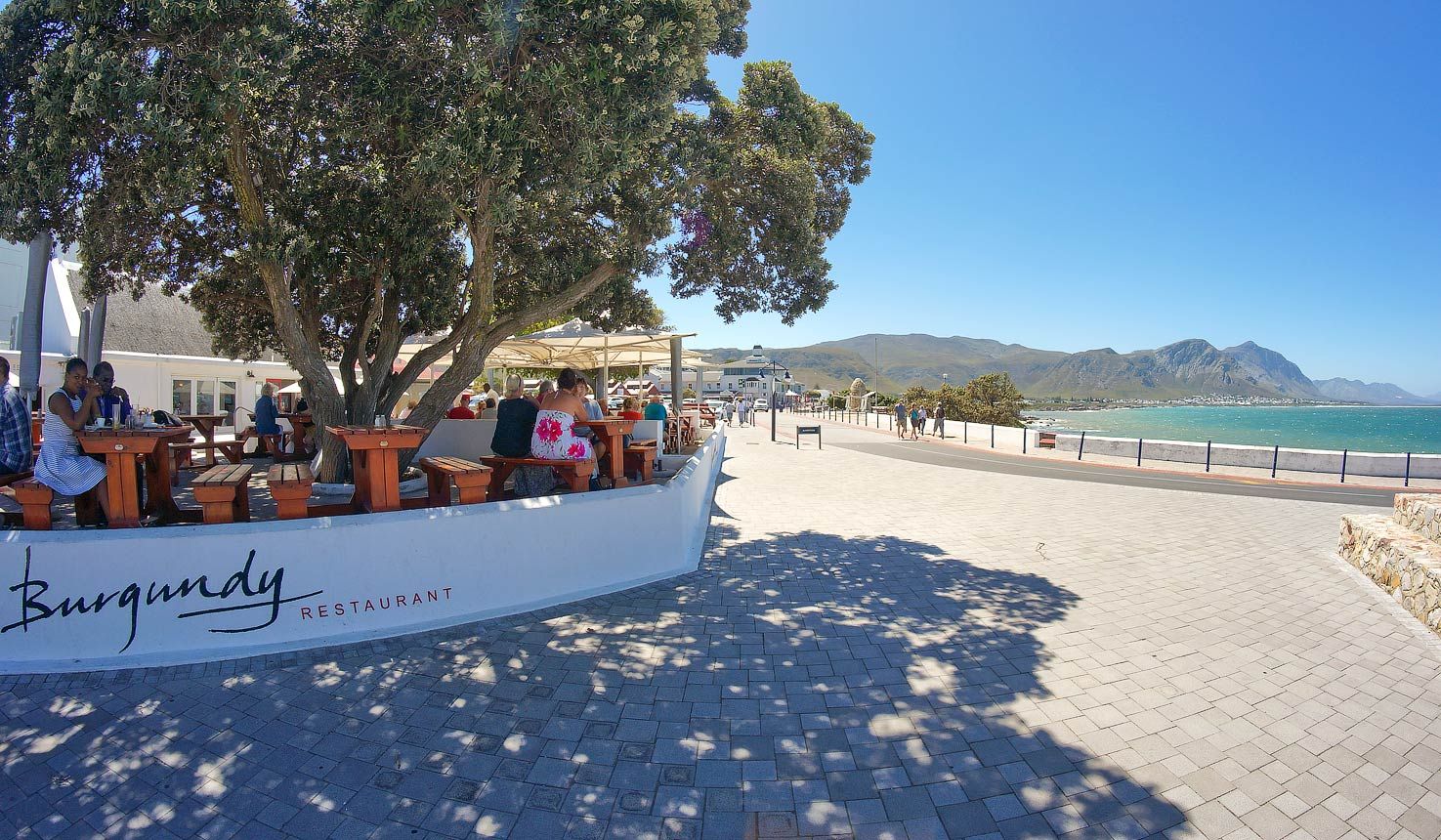 Outdoor seating at Burgandy Restaurant in Hermanus, South Africa, featuring wooden tables under a large tree. Patrons enjoy the scenic ocean view and surrounding mountains, reflecting the restaurant's elegant and cozy atmosphere perfect for dining with local dishes and fine wines.