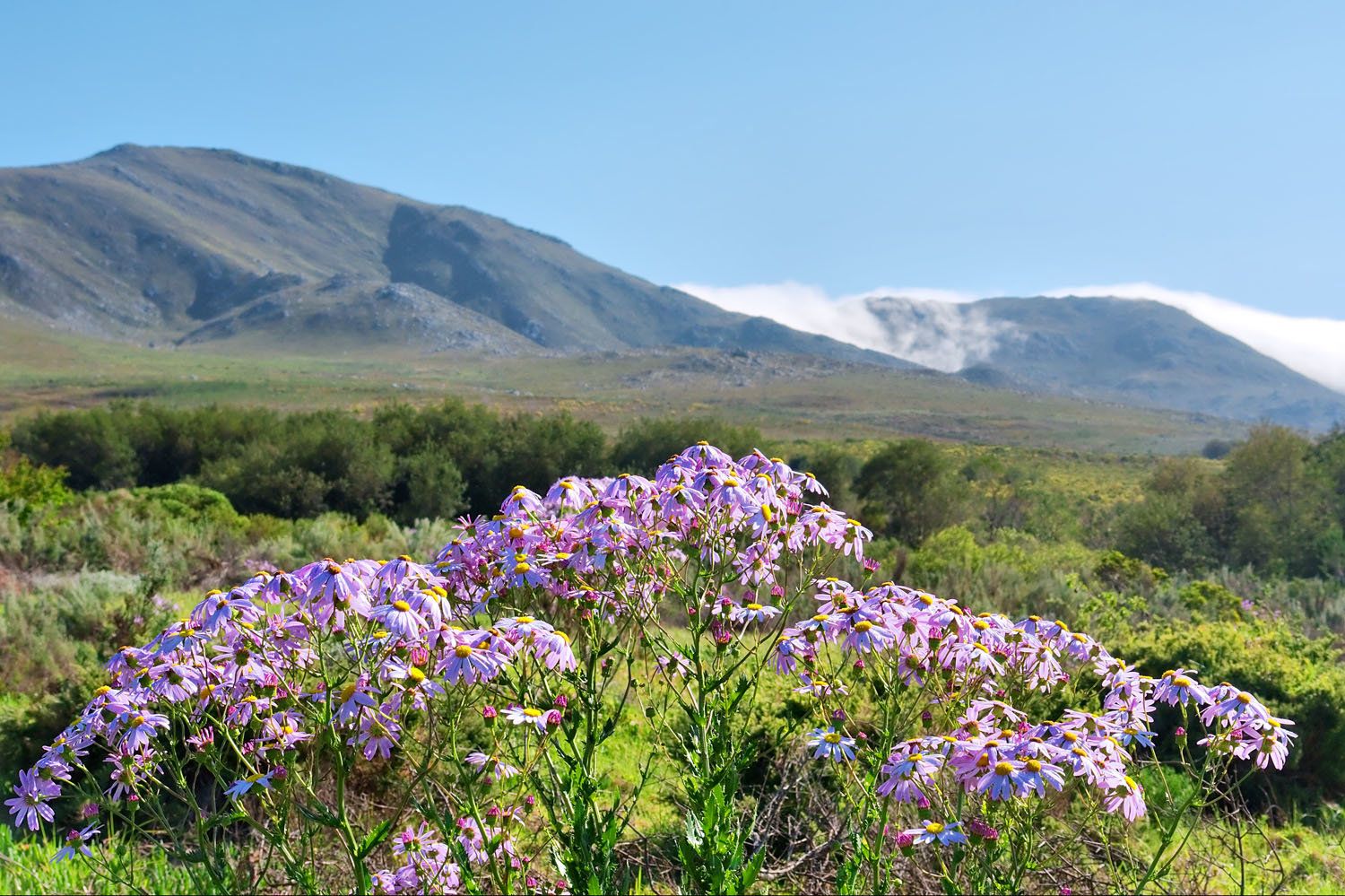 Purple wildflowers bloom in the foreground with a backdrop of green hills and mountains under a clear blue sky. A thin layer of clouds drapes over the distant peaks, adding depth to the scenic landscape.