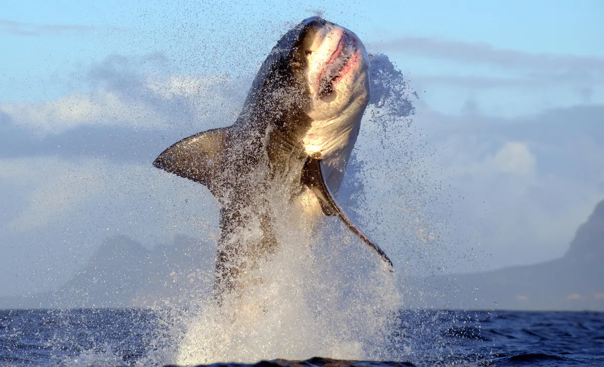 A great white shark dramatically breaches the ocean surface, with its mouth open wide and water splashing around. The background features a clear sky and distant mountains.
