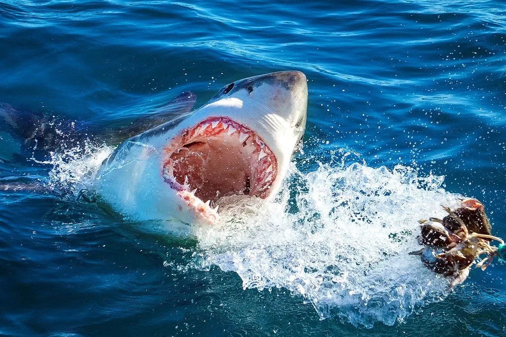A great white shark with its mouth wide open, leaping out of the water to bite a piece of bait on the ocean surface. Water splashes around as the shark lunges forward in the blue sea.