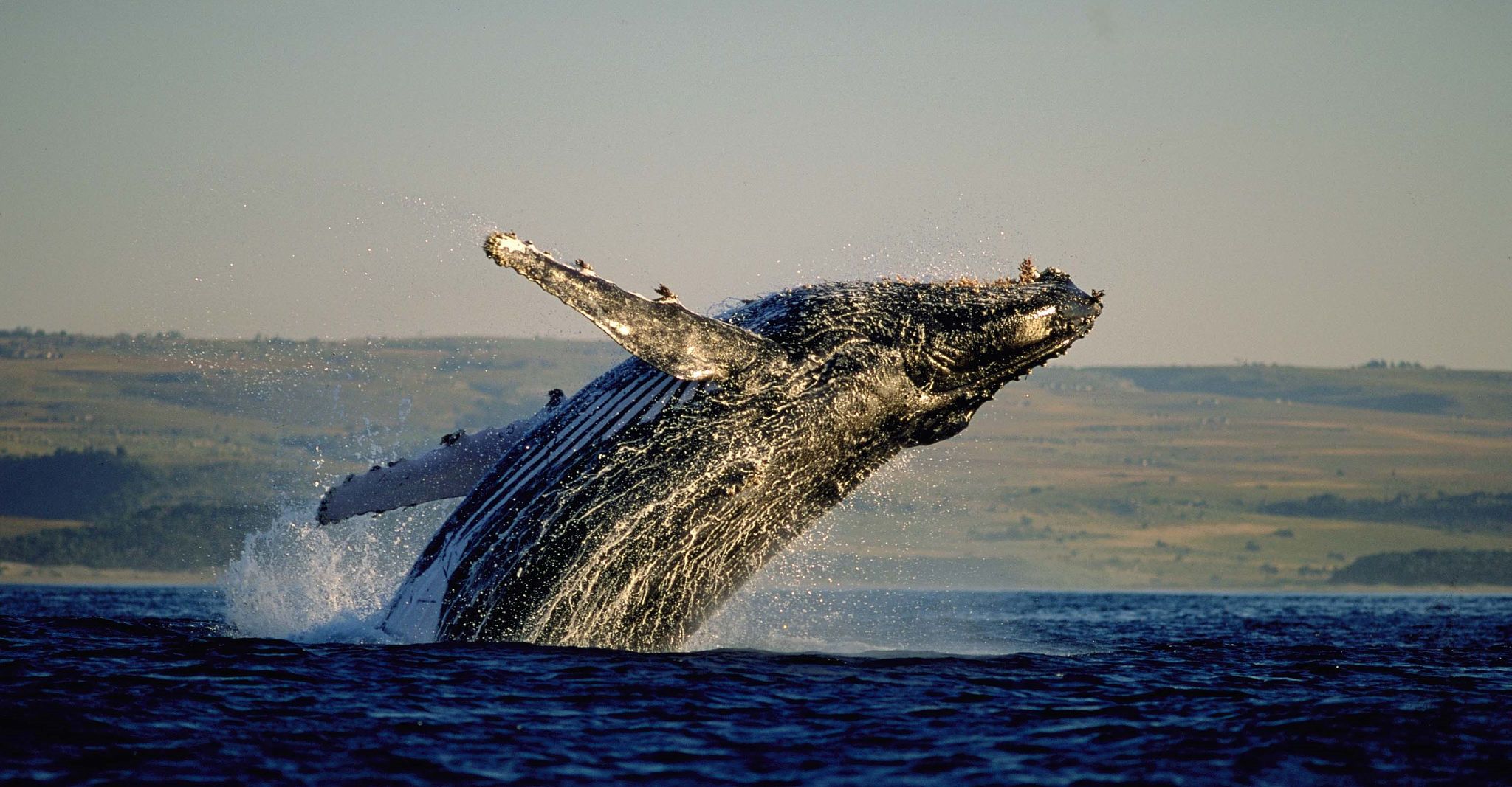 A majestic humpback whale breaches the ocean surface, creating a spectacular splash. The whale's body is mostly out of the water, with its fins extended. The background shows a distant shoreline under clear skies.