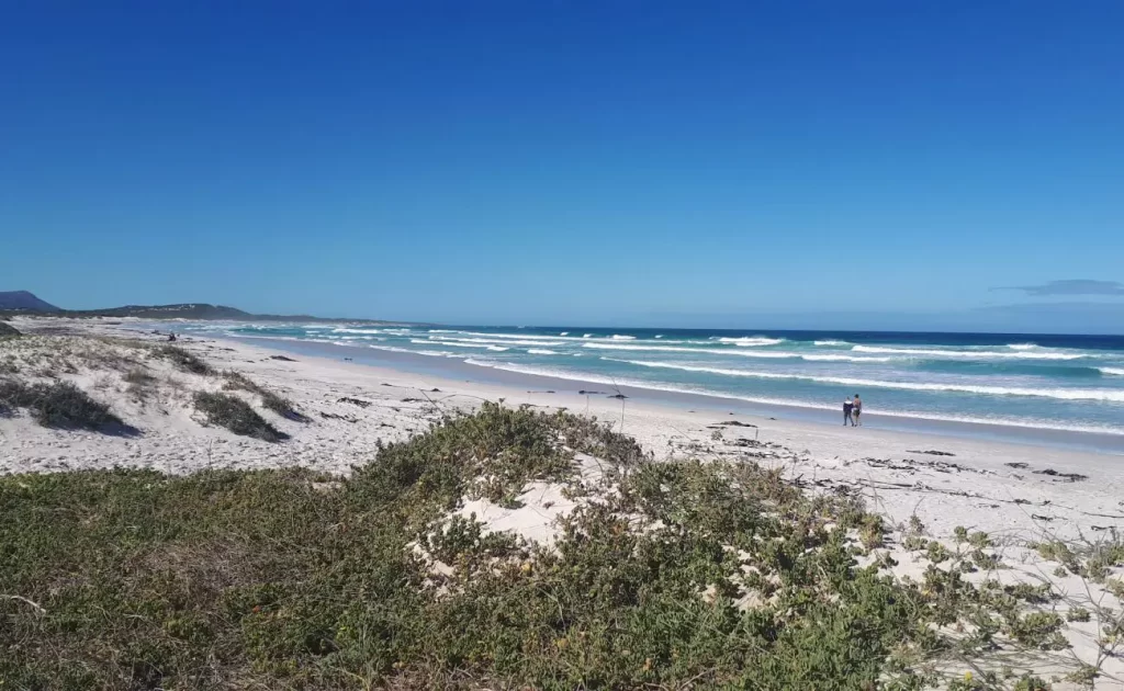 A serene beach with white sand and gentle waves under a clear blue sky. Two people walk along the shoreline, enjoying the peaceful surroundings. Low vegetation covers the dunes in the foreground, adding to the natural beauty of the landscape.