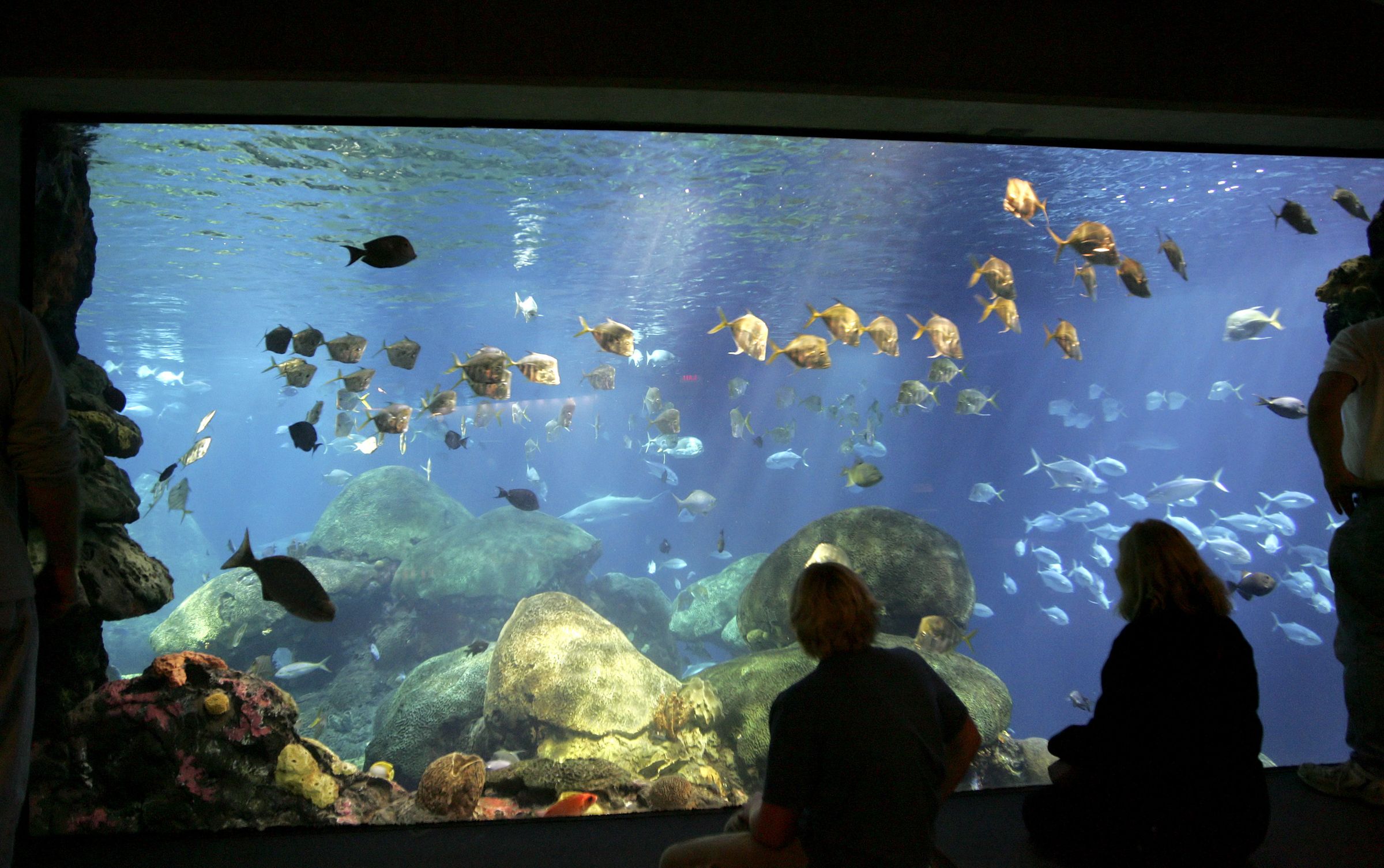 People watch a vibrant underwater scene at an aquarium, featuring diverse fish swimming among rocks. Sunlight filters through the water, highlighting the colorful marine life and emphasizing ocean conservation.