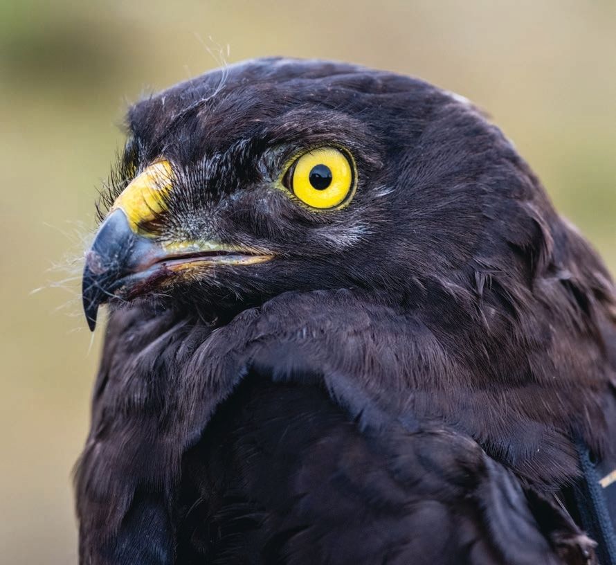 A detailed close-up of a black hawk's head, focusing on its sharp yellow eye and curved beak. The bird's dark plumage contrasts with the blurred, muted background, highlighting its intense gaze and textured feathers.