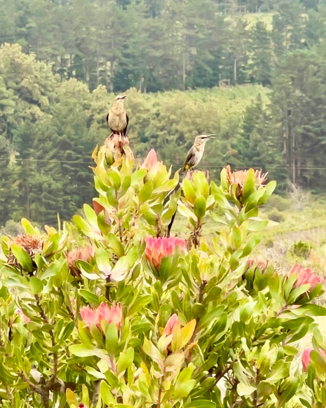 Two birds perched on vibrant protea bushes in Hemel-en-Aarde wine valley. The lush greenery of the valley and surrounding forests create a serene backdrop, highlighting the region's natural beauty and biodiversity.
