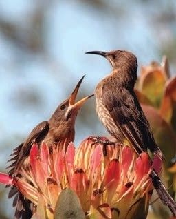 Two brown birds perched on a vibrant protea flower. One bird has its beak open, possibly calling or singing, while the other stands calmly. The background is softly blurred, highlighting the birds and the flower.