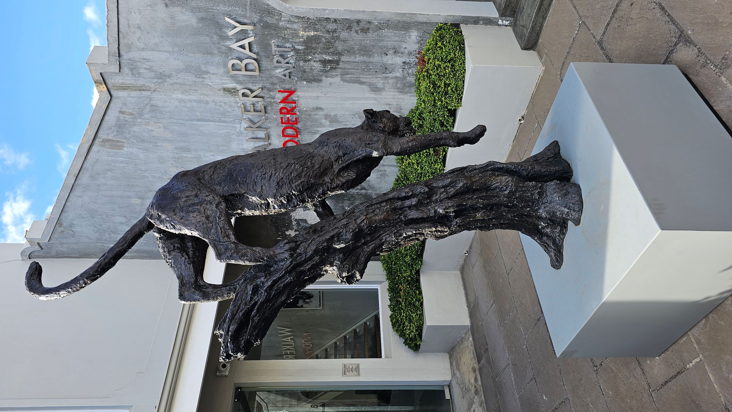 A detailed bronze sculpture of a leopard descending a tree, displayed outside Walker Bay Modern Art Gallery. The piece highlights the grace and agility of the animal, set against a backdrop of a modern concrete building with prominent signage.