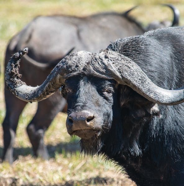 A close-up image of an African buffalo with large, curved horns covered in mud. The buffalo is looking directly at the camera while standing on grassy terrain. Another buffalo is visible in the blurred background.