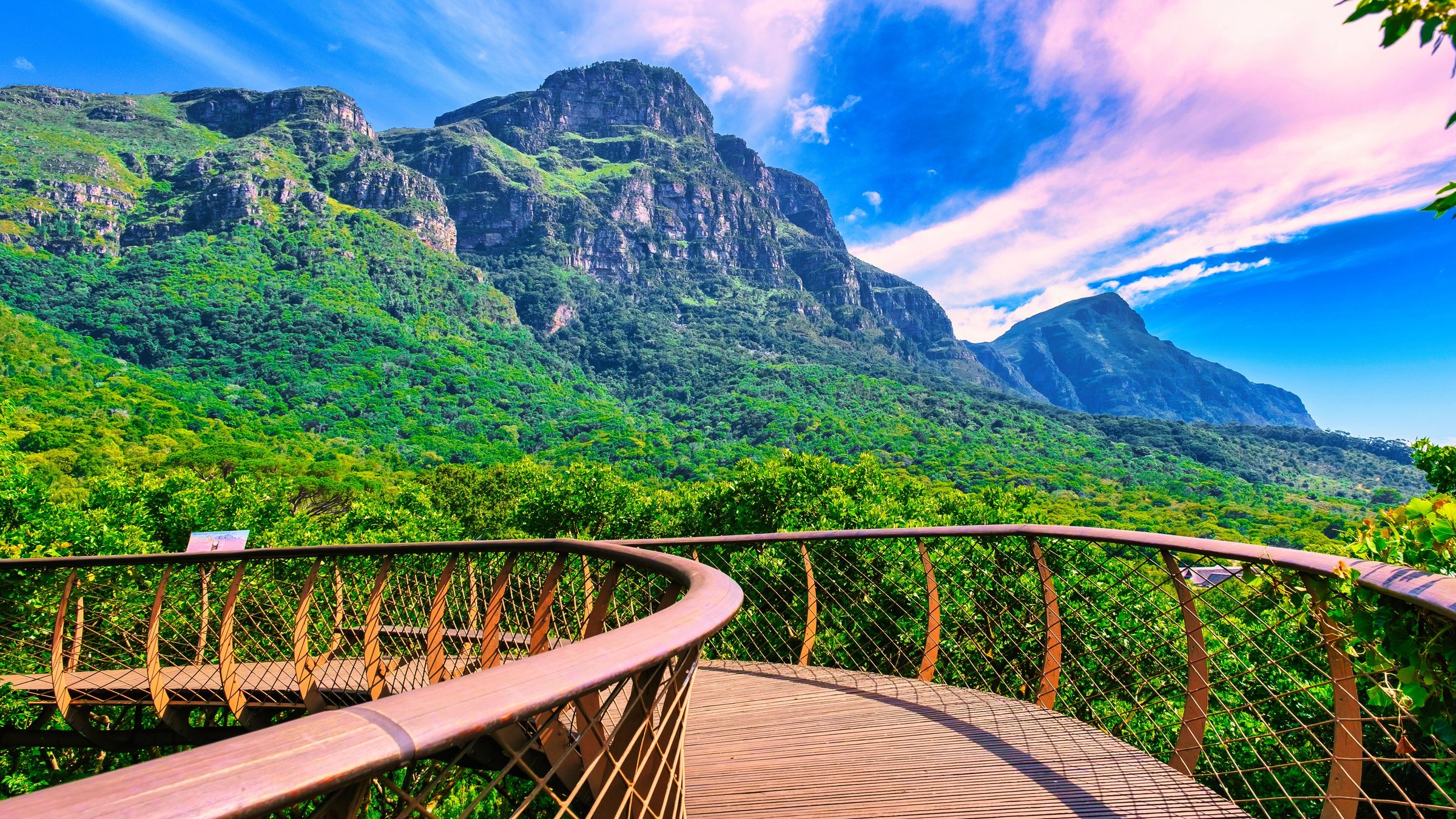 The Centenary Tree Canopy Walkway at Kirstenbosch offers a view of lush greenery and Table Mountain. The vibrant fynbos and proteas highlight the Cape Floral Kingdom, set against a bright blue sky with wispy clouds.