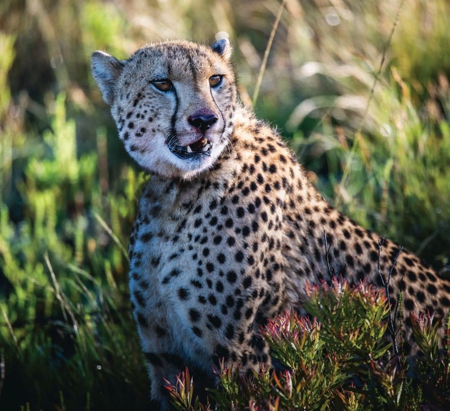 A cheetah with a spotted coat sits in a lush, green grassland. The cheetah looks alert, with its head turned slightly to the side. Sunlight filters through the grass, highlighting the animal's distinctive patterns and the surrounding vegetation.