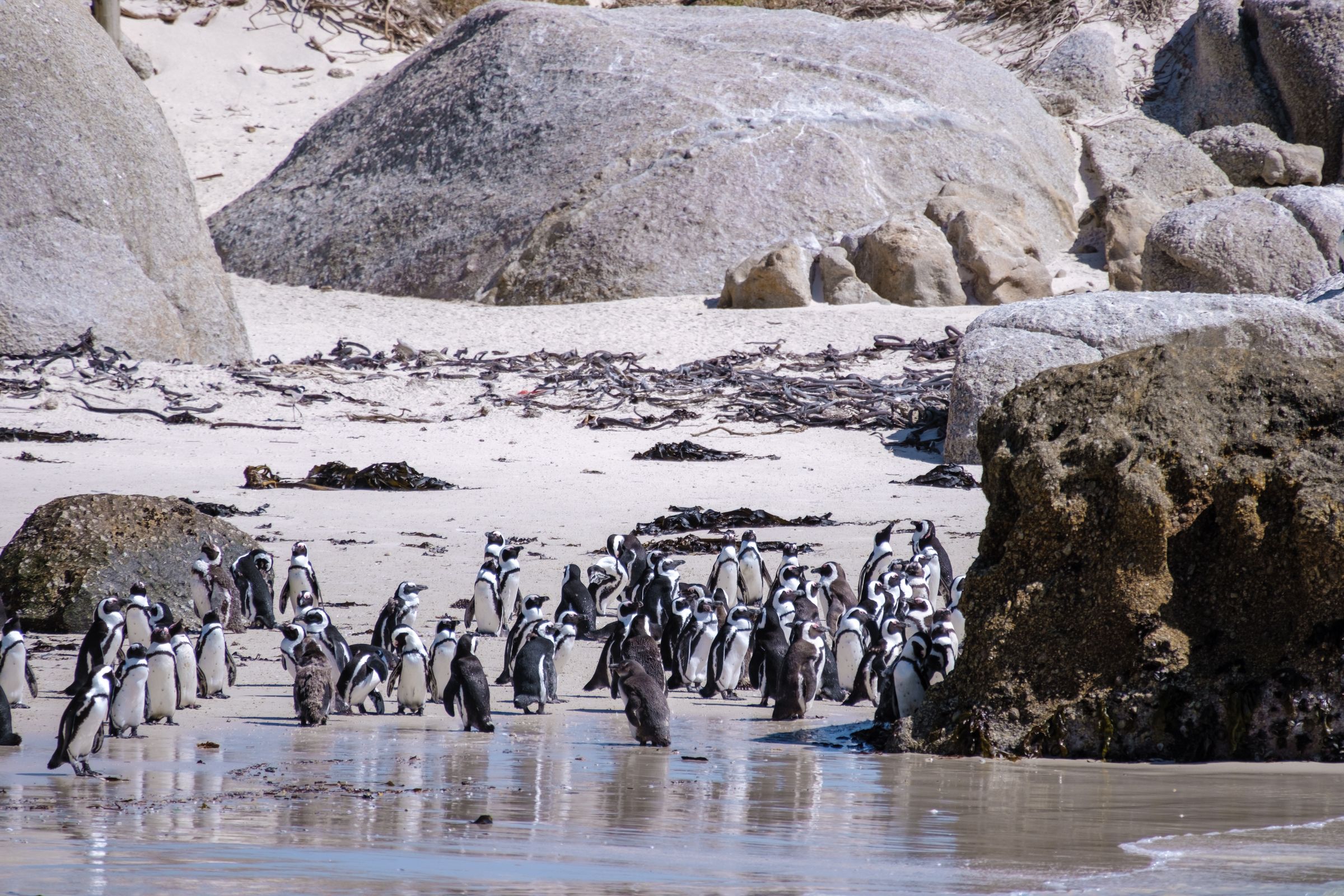 A vibrant colony of African penguins gathers on the sandy shore of Boulders Beach. The scene captures the penguins interacting amidst the granite boulders and clear waters, highlighting the unique opportunity to observe these charming birds in their natural habitat.
