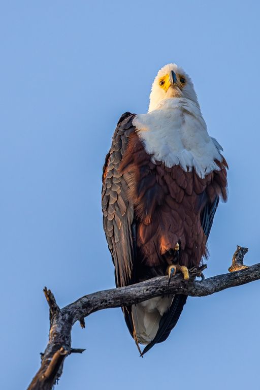 A majestic eagle with a striking white head and dark feathers is perched on a bare branch against a clear blue sky. The bird's sharp eyes and hooked beak are clearly visible, showcasing its regal presence in the natural setting.