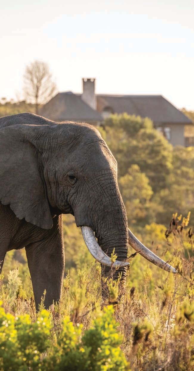 A majestic elephant with large tusks stands in a sunlit grassy area. In the background, a house is partially visible among trees, highlighting the intersection of wildlife and human environments.