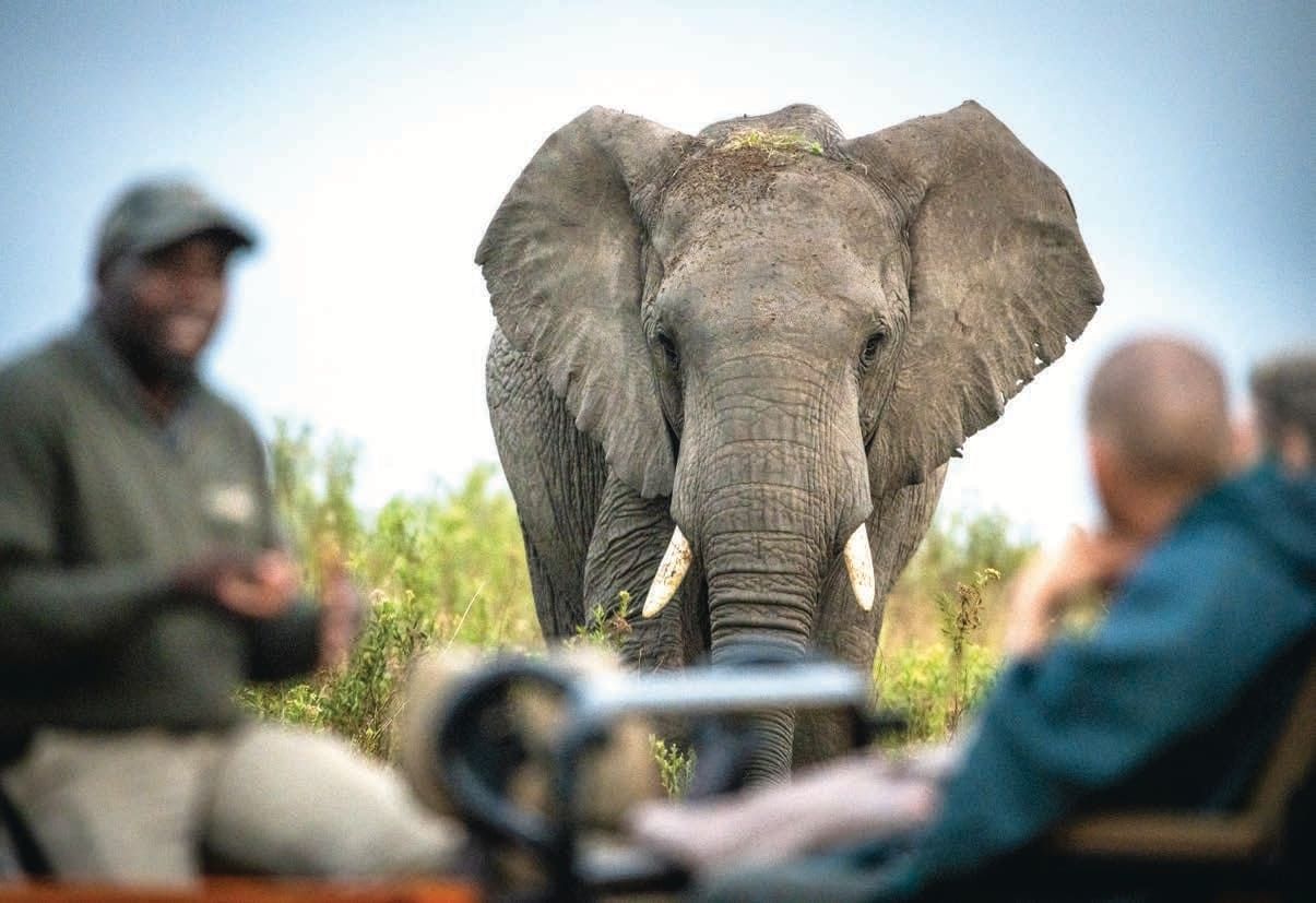 A large elephant walks towards a group of tourists in an open safari vehicle. The elephant's ears are spread wide, and it is surrounded by lush greenery. Two people are visible in the foreground, observing the elephant in its natural habitat.