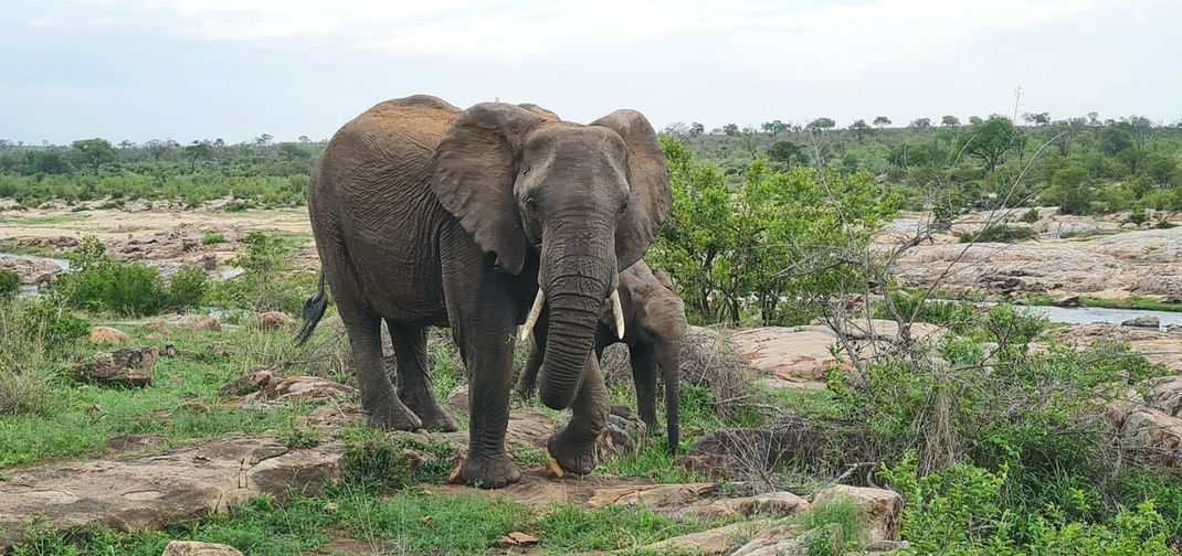 An adult elephant walking on a rocky terrain surrounded by greenery. The background features a lush landscape with scattered rocks, trees, and a river under a cloudy sky. The elephant's large ears and tusks are prominent, conveying its majestic presence in the wild.