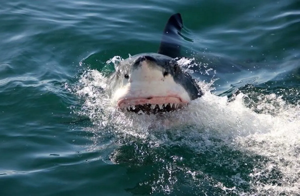 A great white shark breaks the water surface with its jaws open, showcasing sharp teeth. The ocean water splashes around the shark, creating a dynamic and intense scene in the open sea.