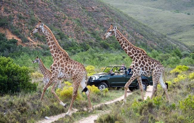 A safari jeep with passengers is parked on a dirt path in a lush, green landscape. Three giraffes, including a calf, walk past the vehicle. The background features rolling hills and dense foliage, creating a picturesque wildlife scene.