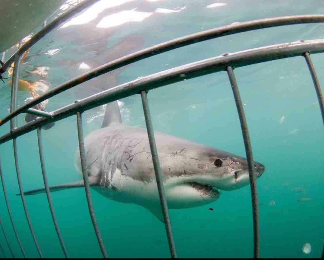 A great white shark swims near a protective metal cage in the ocean. The water is a clear blue-green, and the shark's body is visible through the bars. The scene captures a thrilling moment of shark cage diving.