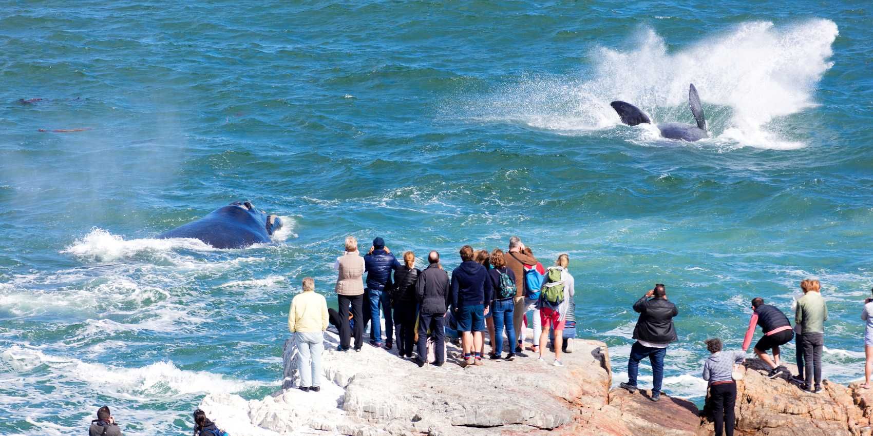 A group of people stand on a rocky cliff, observing two large whales surfacing in the ocean. The water is vibrant blue with waves crashing around the whales, creating a dynamic and lively scene.