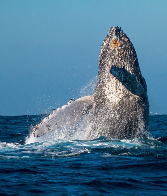 A humpback whale dramatically breaches the ocean surface, showcasing its massive body and barnacle-covered skin. The splash and motion create a dynamic scene against the blue sky and sea, highlighting the whale's power and grace.