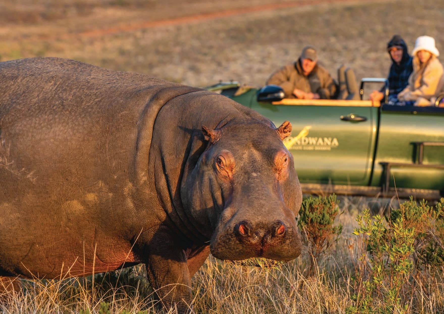 A large hippopotamus stands in the foreground on a grassy terrain, closely observed by three people in a green safari vehicle in the background. The vehicle is marked with a logo and the scene is bathed in warm sunlight, suggesting an early morning or late afternoon setting.