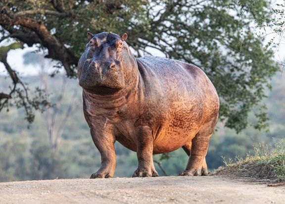 A large hippopotamus standing on a dirt path in a natural setting. The hippo appears calm and is surrounded by green foliage and trees in the background, under a clear sky.
