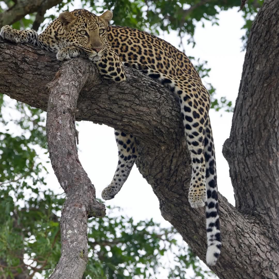 A leopard lounges on a sturdy tree branch, its spotted coat blending with the bark. The animal appears relaxed, with its front paws draped over the branch and its long tail hanging down. Green foliage is visible in the background, creating a natural setting.