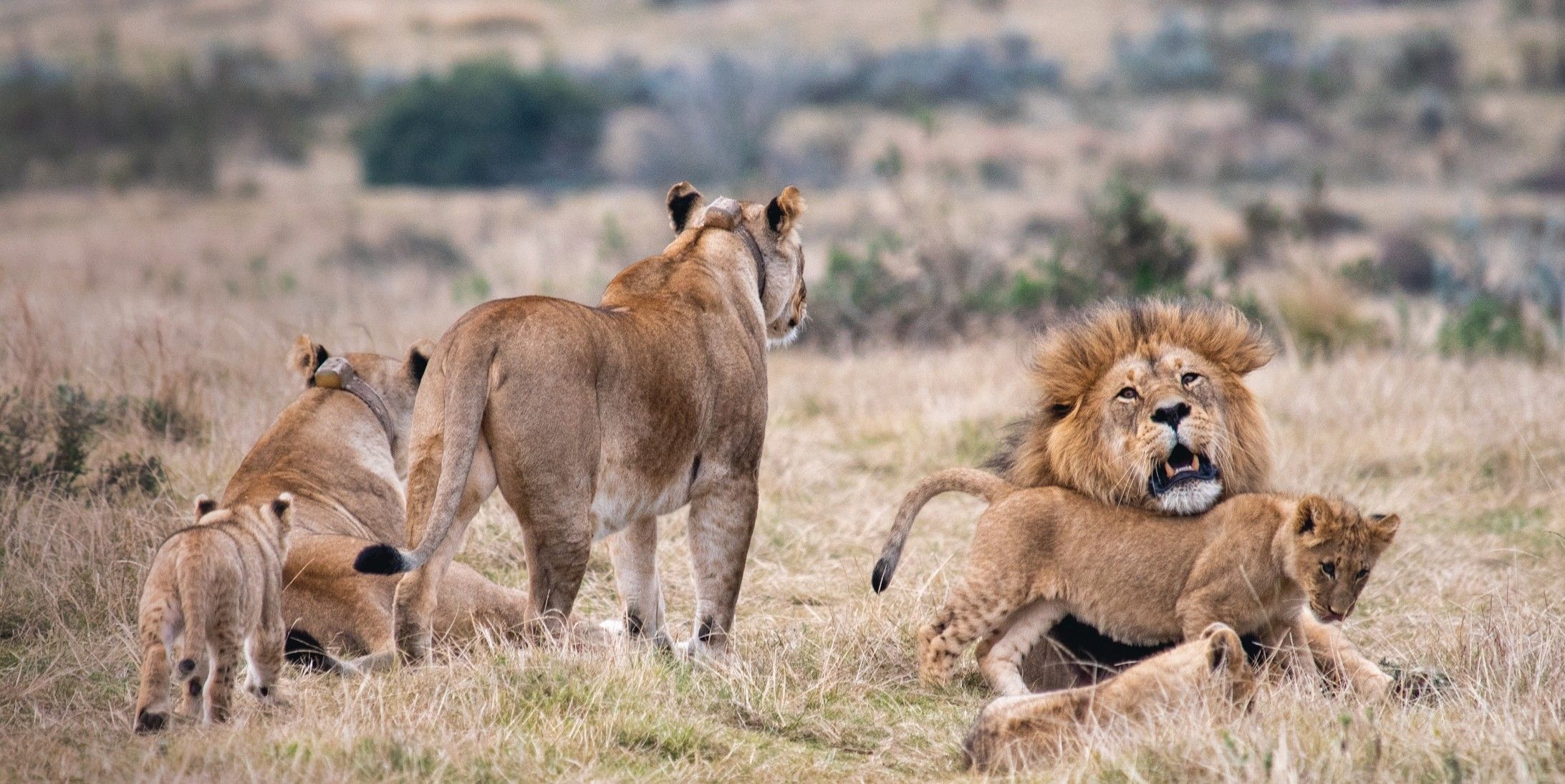 A pride of lions in a grassy savannah. A male lion is playfully interacting with cubs, while lionesses and another cub are nearby. The background is blurred, highlighting the dry, grassy landscape.