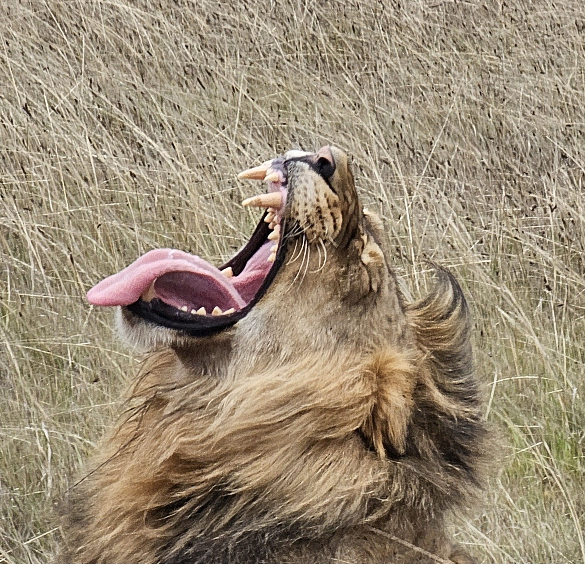 A close-up of a lion with a full mane yawning, revealing its sharp teeth and pink tongue. The lion is set against a backdrop of tall, dry grass, suggesting a savannah or grassland environment.