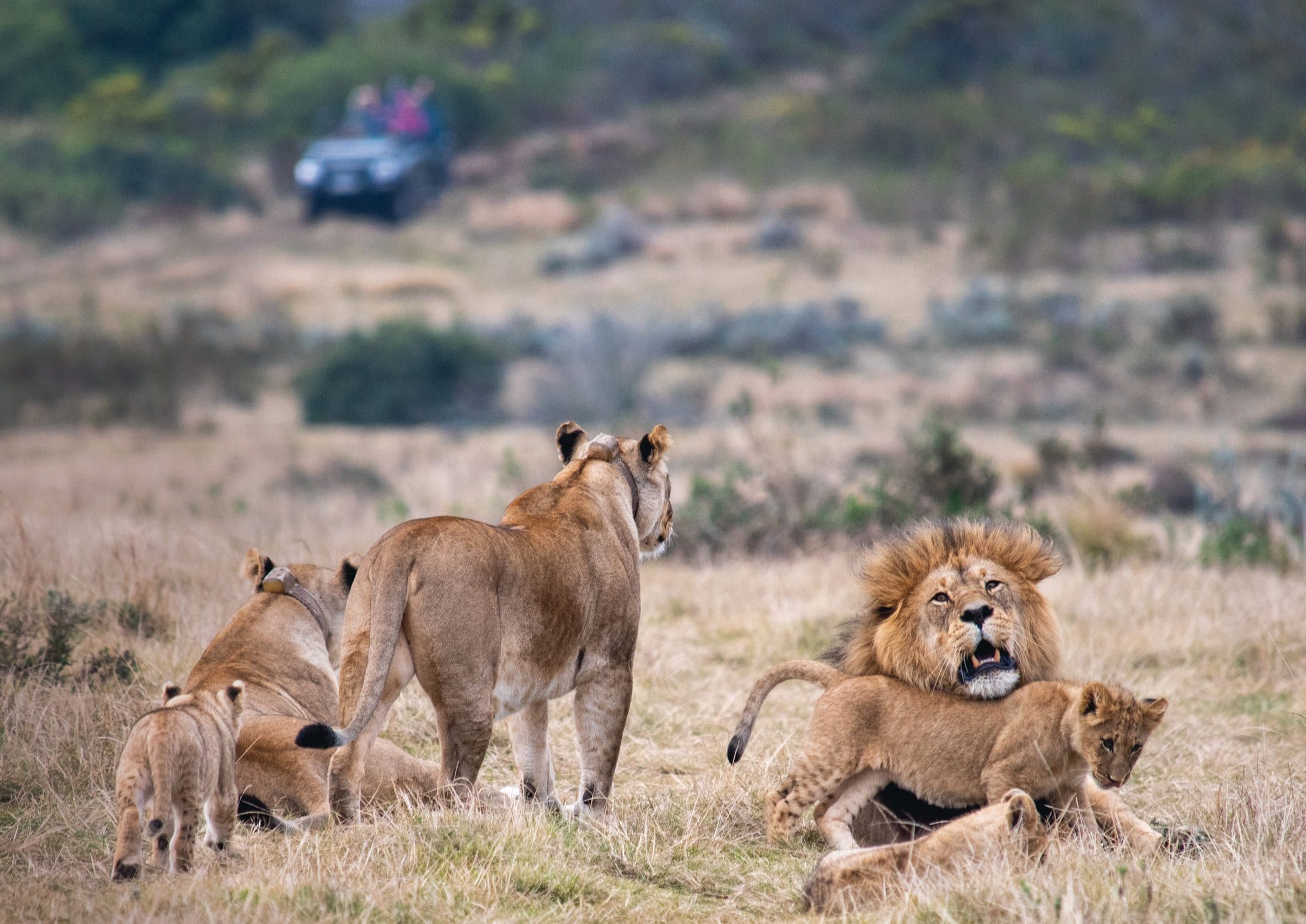 A lion pride with an adult male, several lionesses, and cubs in a grassy savannah. The male lion has a majestic mane, while one cub is playfully climbing on him. In the background, a safari vehicle with tourists is visible, observing the scene from a distance.