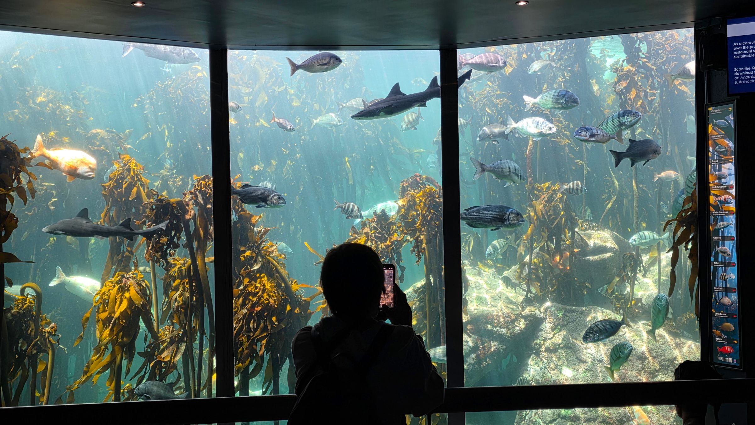 A silhouette of a visitor photographing diverse marine life in a kelp forest exhibit at Two Oceans Aquarium. The scene includes various fish and sharks swimming among tall kelp, illuminated by sunlight filtering through the water. An information panel is visible on the right.