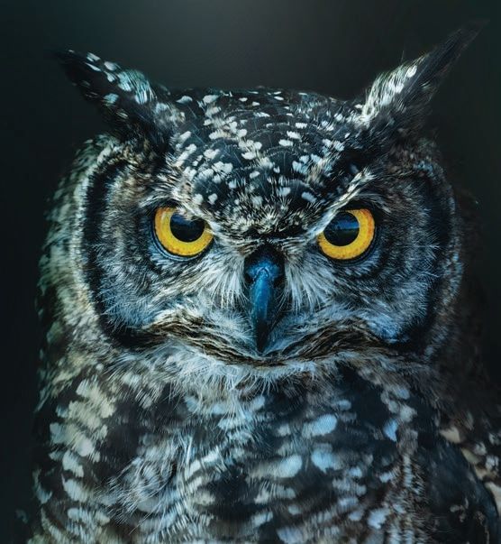 A detailed close-up of a Great Horned Owl, showcasing its striking yellow eyes and speckled feathers. The owl's alert expression and tufted ears are prominent against a dark background, highlighting its majestic features.