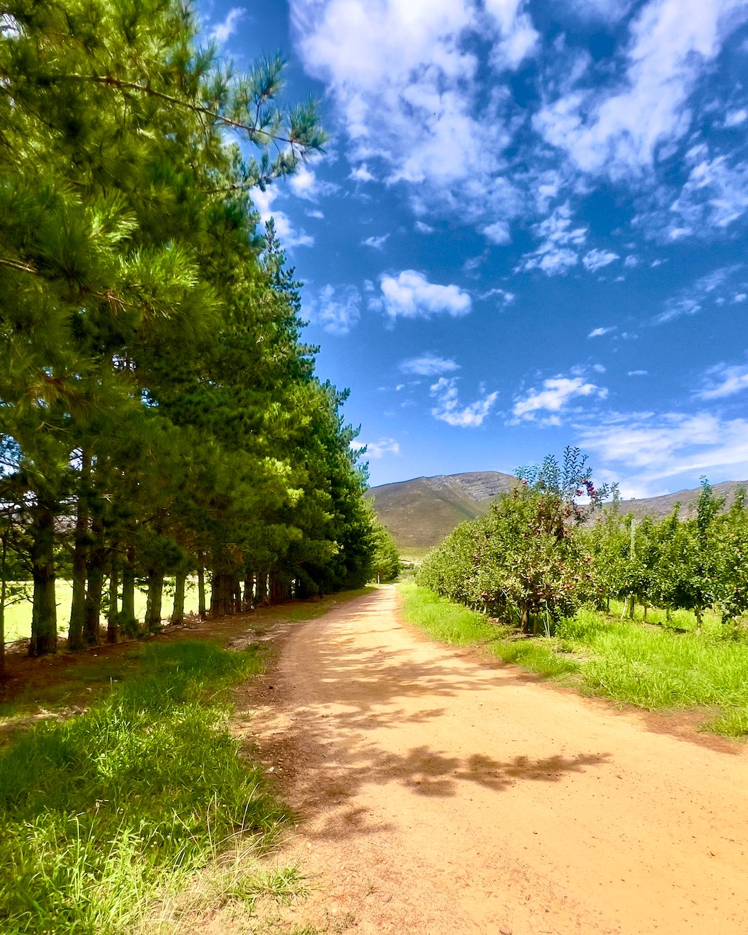 A scenic dirt pathway winds through lush vineyards under a vibrant blue sky in the Hemel-en-Aarde wine valley. Tall trees line one side, while grapevines stretch on the other, showcasing the region's unique terroir and breathtaking mountain backdrop.