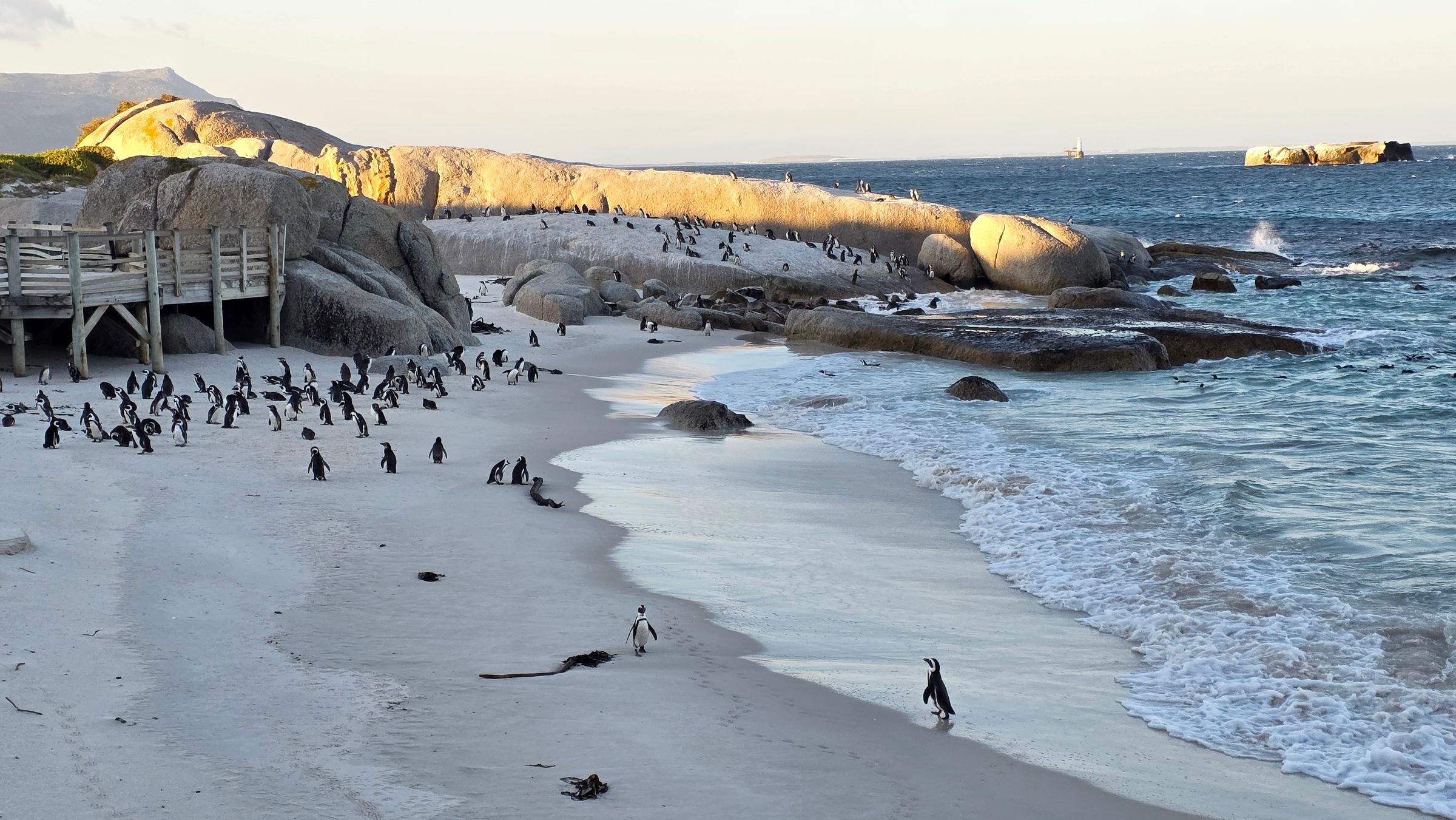 A scenic view of Boulders Beach, showcasing a colony of African penguins on the sandy shore. The beach is surrounded by granite boulders and crystal-clear waters, capturing the unique experience of observing these charming birds in their natural habitat near Simon's Town.