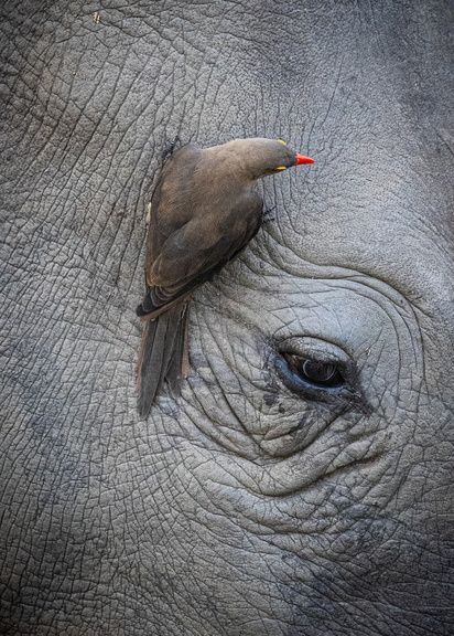 A close-up image of a red-billed oxpecker perched on the wrinkled skin of a rhinoceros. The bird's vibrant red bill contrasts with the gray, textured surface of the rhino's skin, highlighting the symbiotic relationship between the two species.