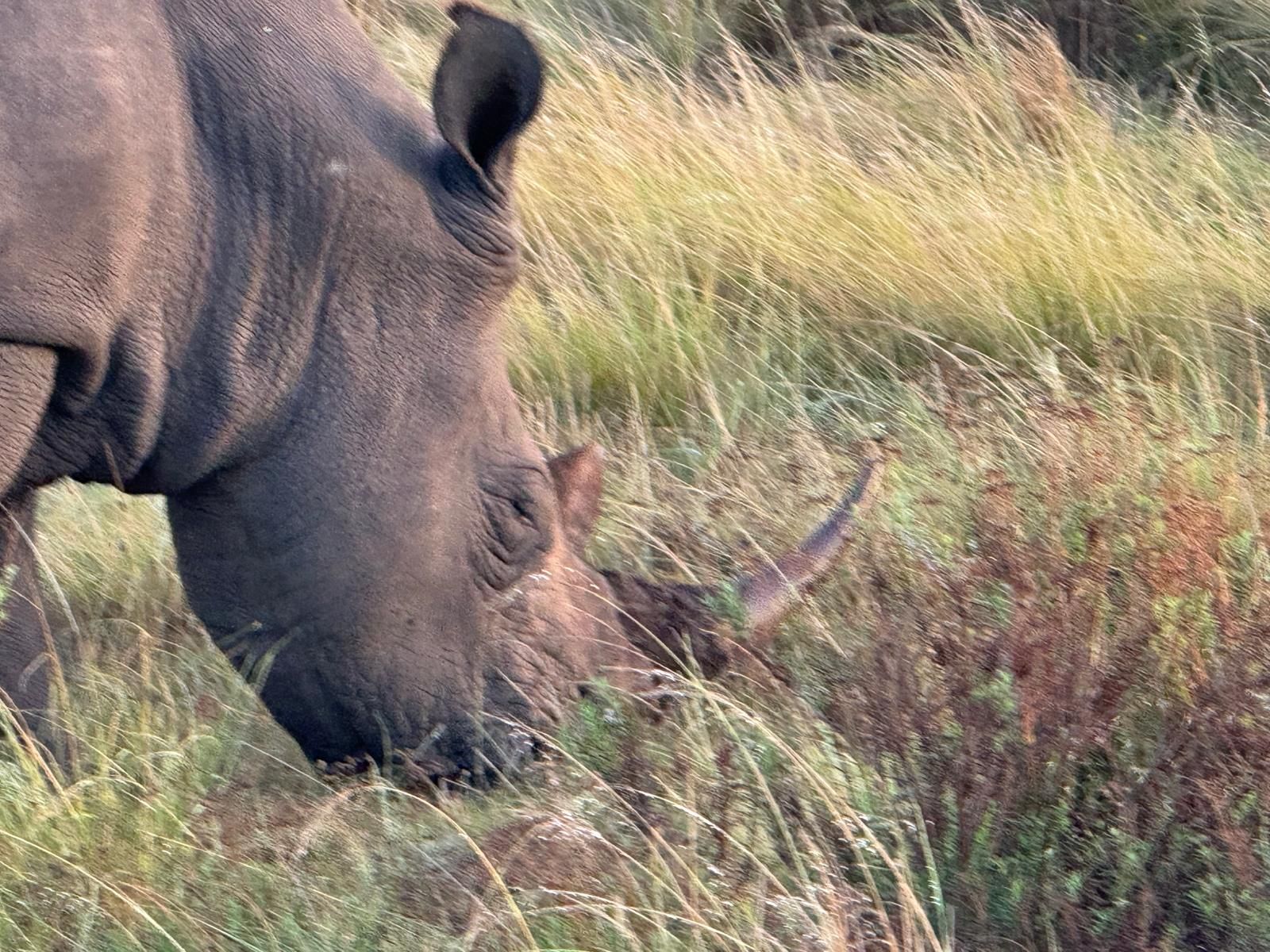 Close-up of a rhinoceros with its head down, grazing among tall grasses. The rhino's large horn and textured skin are visible, set against a backdrop of green and dry vegetation in a natural habitat.