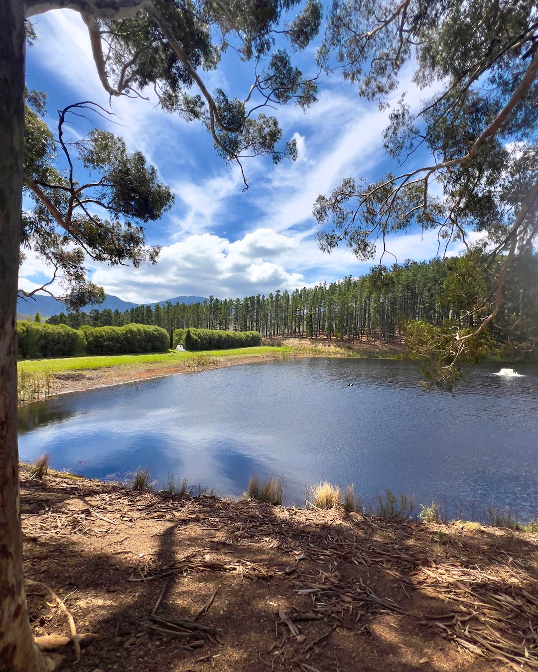 A tranquil scene in Hemel-en-Aarde wine valley, featuring a serene lake bordered by lush greenery and tall trees under a vibrant blue sky with wispy clouds. The landscape reflects the unique terroir of this renowned South African wine region.