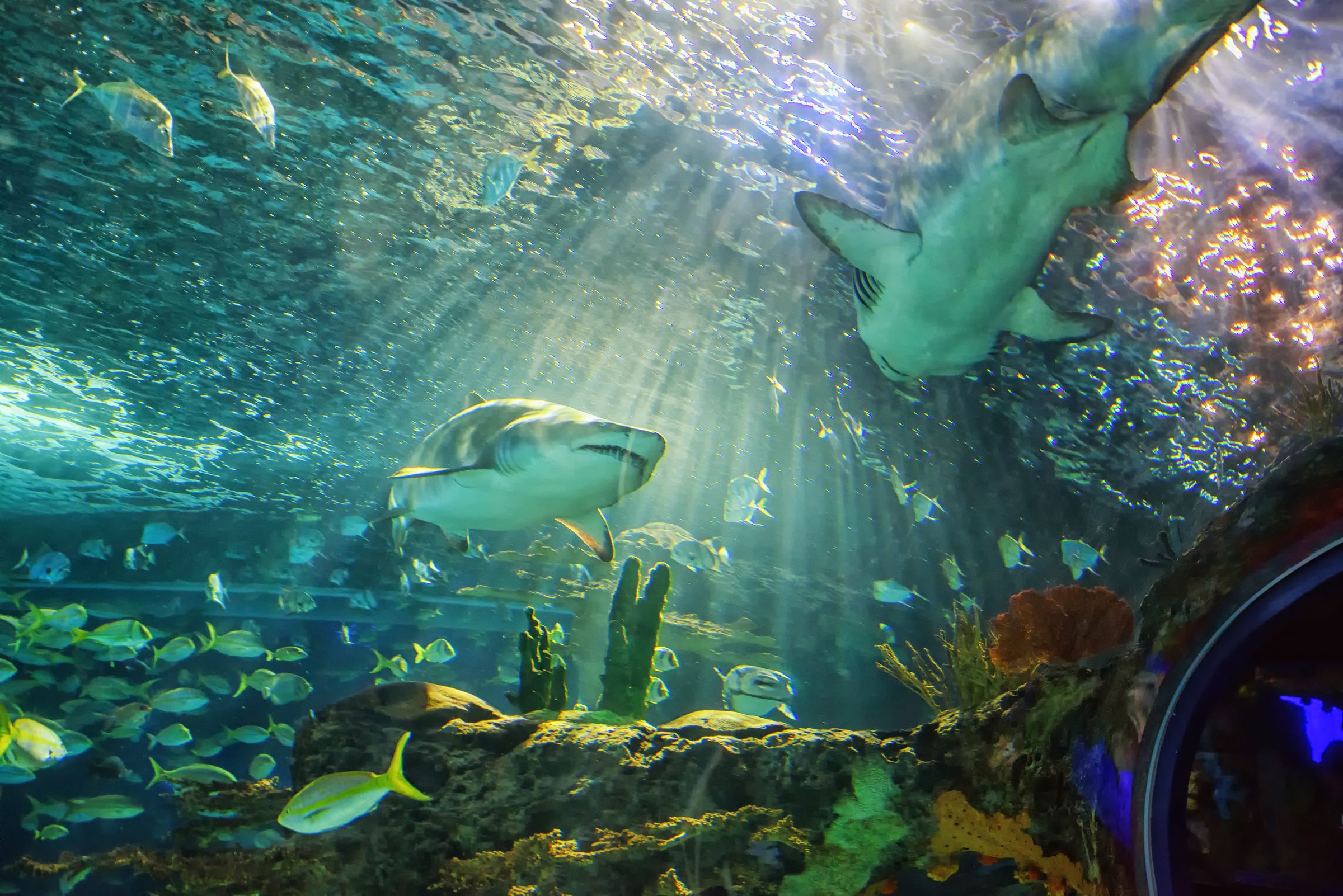 A captivating scene at the Two Oceans Aquarium featuring sharks swimming under rays of sunlight. Surrounded by diverse fish and vibrant coral, this image highlights the aquarium's immersive experience and commitment to marine conservation and education.