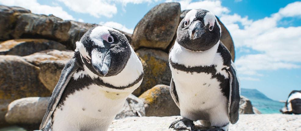 Two penguins stand on a rocky beach, one tilting its head curiously. The background features large rocks and a bright blue sky with scattered clouds, suggesting a sunny day by the sea.