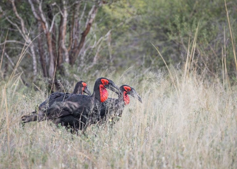 Three Southern Ground Hornbills with black bodies and red facial markings walk through tall grass in a natural setting. The background features blurred trees and greenery, highlighting the birds in the foreground.