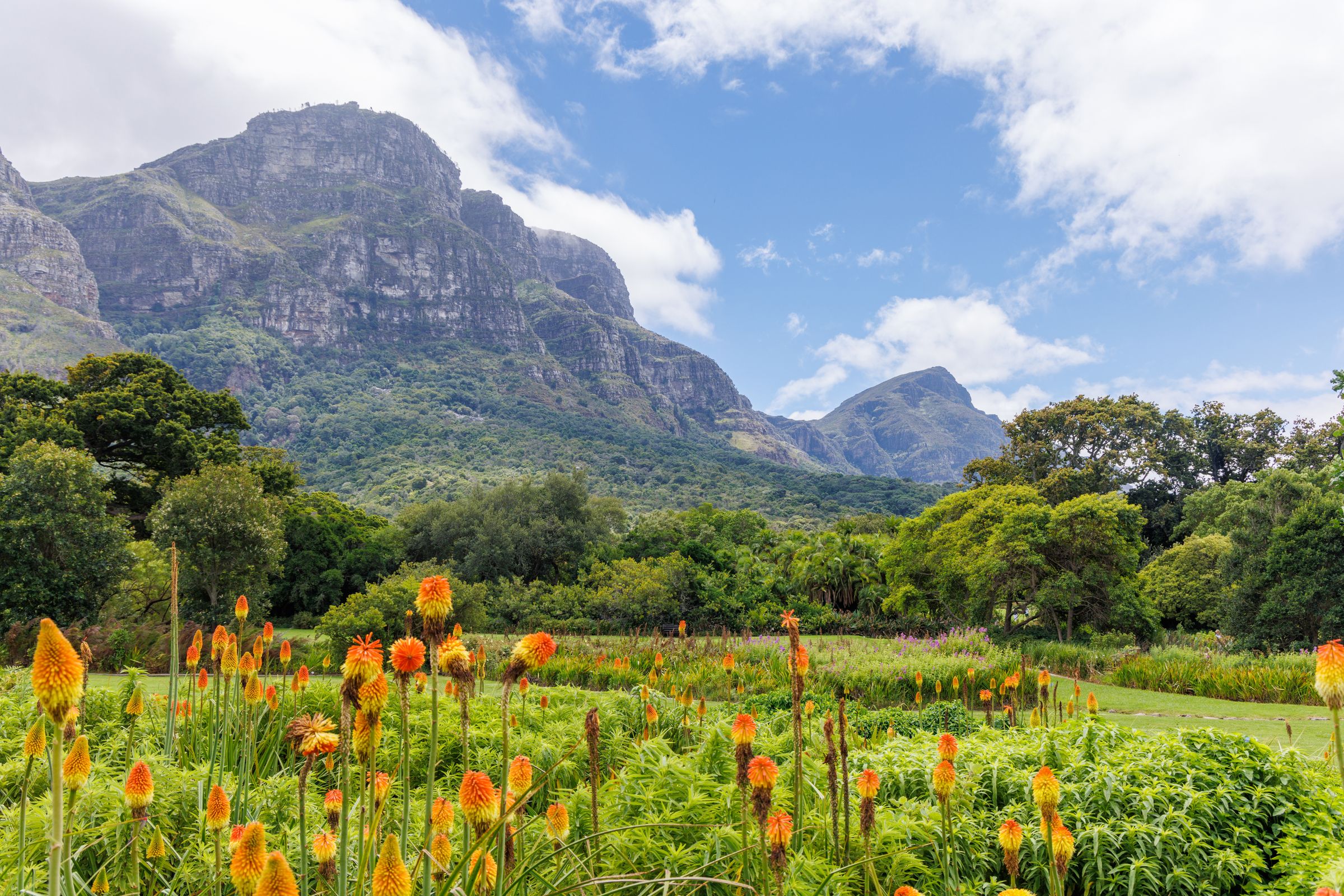 A vibrant display of South African fynbos and proteas in Kirstenbosch National Botanical Garden, set against the majestic backdrop of Table Mountain's eastern slopes. The lush greenery and diverse flora exemplify the garden's role as a sanctuary for the Cape Floral Kingdom.