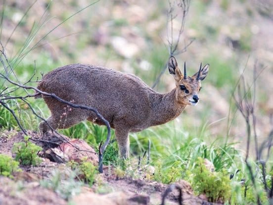A klipspringer stands on a rocky, grassy slope. The small antelope has a grayish-brown coat and short, curved horns. Sparse greenery and rocks surround it, blending with its natural habitat.