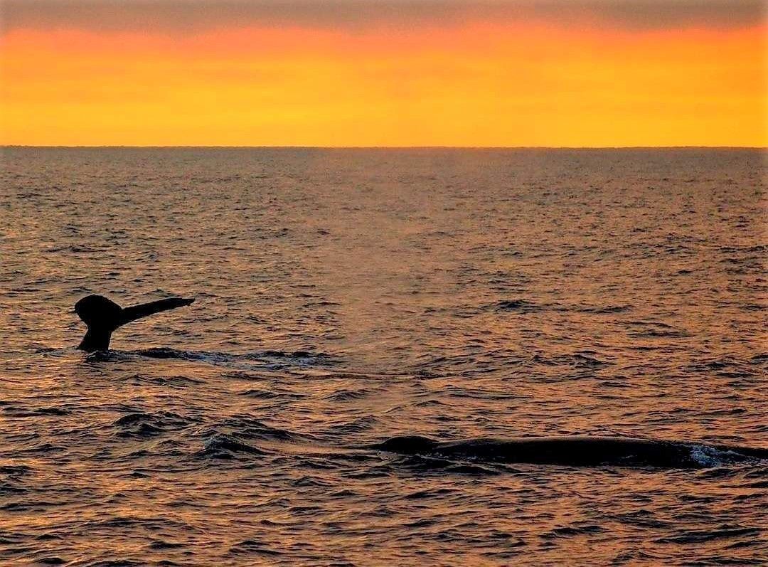 A whale's tail emerges from the ocean as the sun sets, casting a warm orange glow across the sky and reflecting on the water's surface. The serene scene captures the beauty of marine life against a vibrant sunset backdrop.