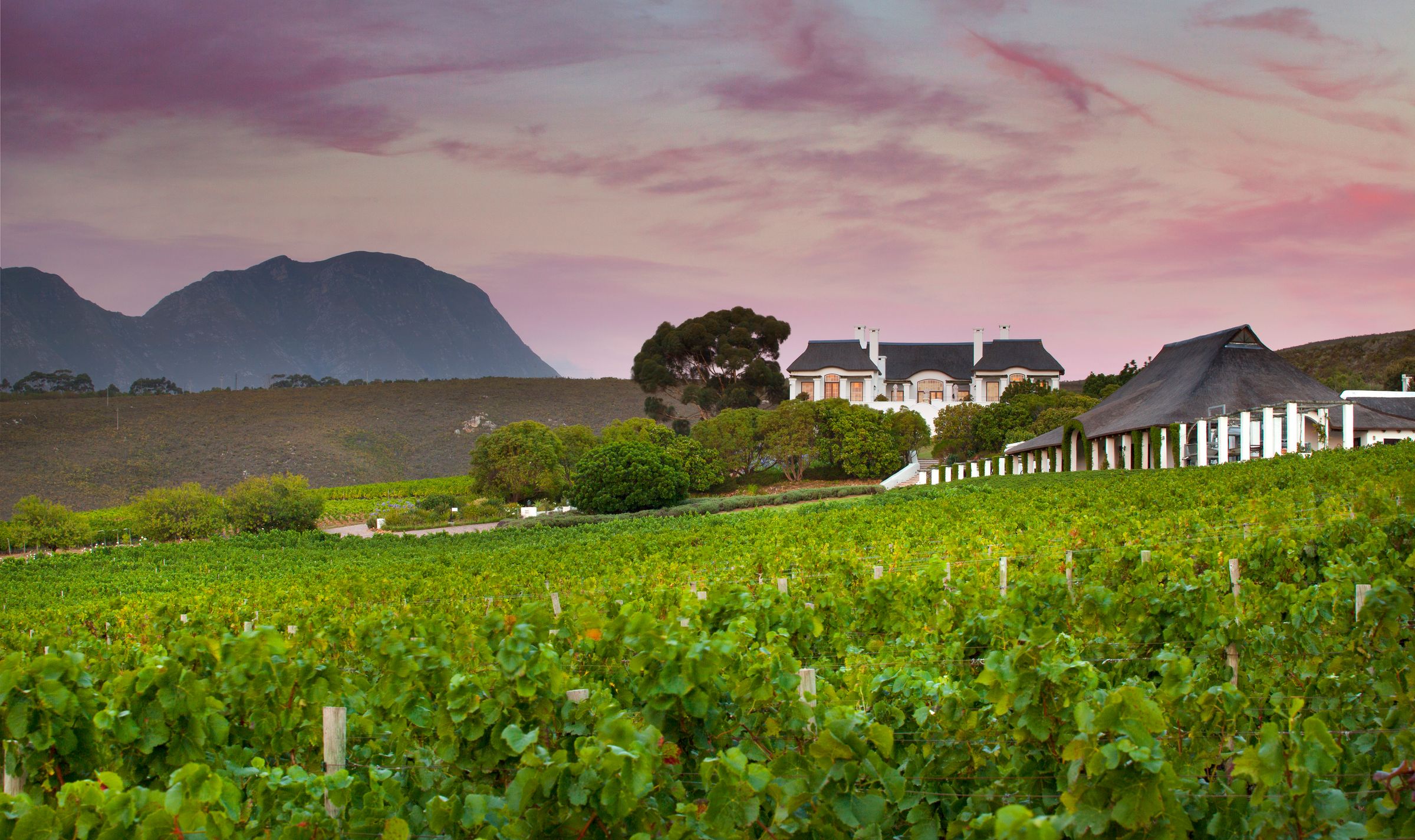 A picturesque view of a wine valley at sunset, with lush green vineyards leading to an elegant estate house with a thatched roof. The backdrop of majestic mountains enhances the scenic beauty, highlighting the region's unique terroir and cool-climate wines.