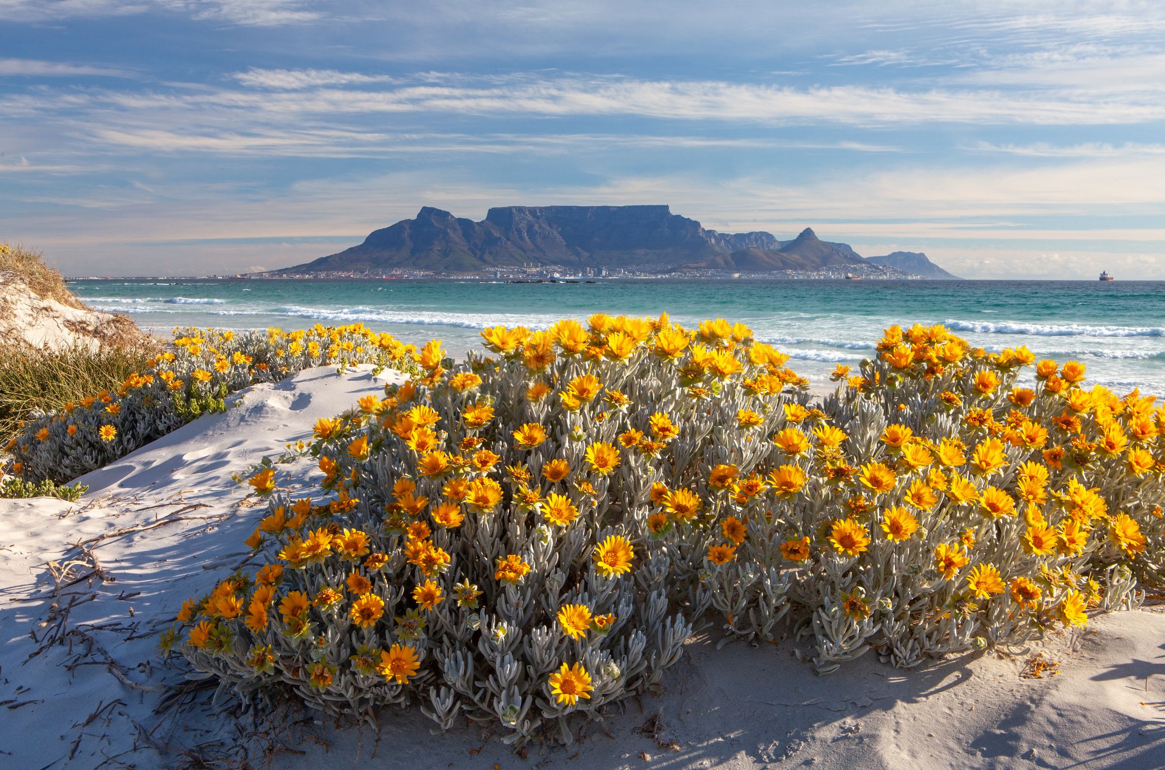 A scenic view of Table Mountain from a sandy beach adorned with vibrant yellow flowers. The iconic flat-topped summit rises majestically in the background, framed by the ocean and a clear sky, highlighting the natural beauty and biodiversity of the Cape Town area.
