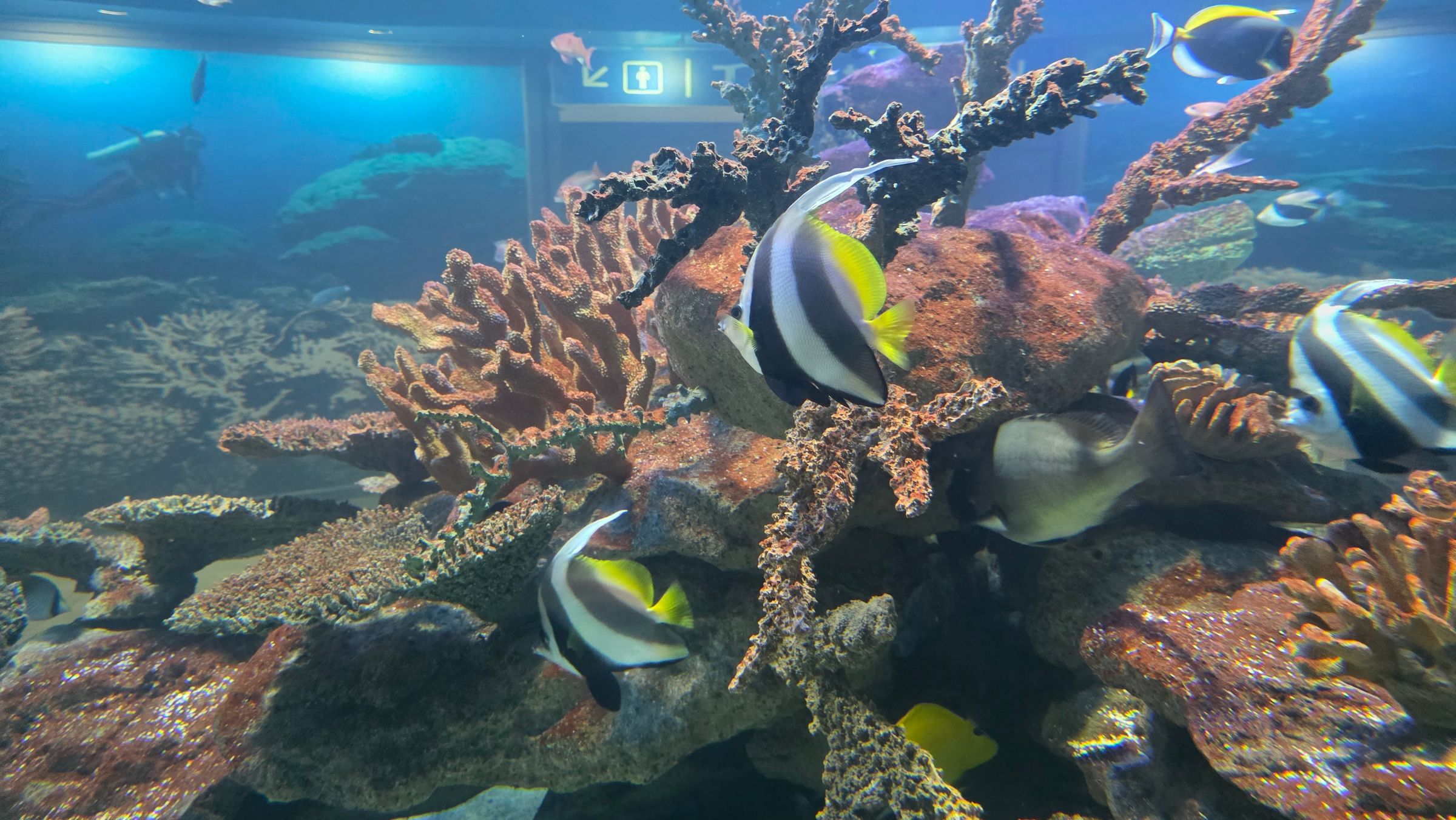 Colorful fish swim among vibrant coral formations at the Two Oceans Aquarium. The scene highlights the diverse marine life and the aquarium's dedication to ocean conservation and education. A diver is visible in the background, enhancing the immersive underwater experience.