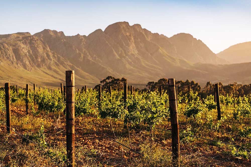 A vineyard with lush green grapevines under a clear blue sky. Wooden posts support the vines, and a range of majestic mountains is visible in the background, bathed in warm sunset light.