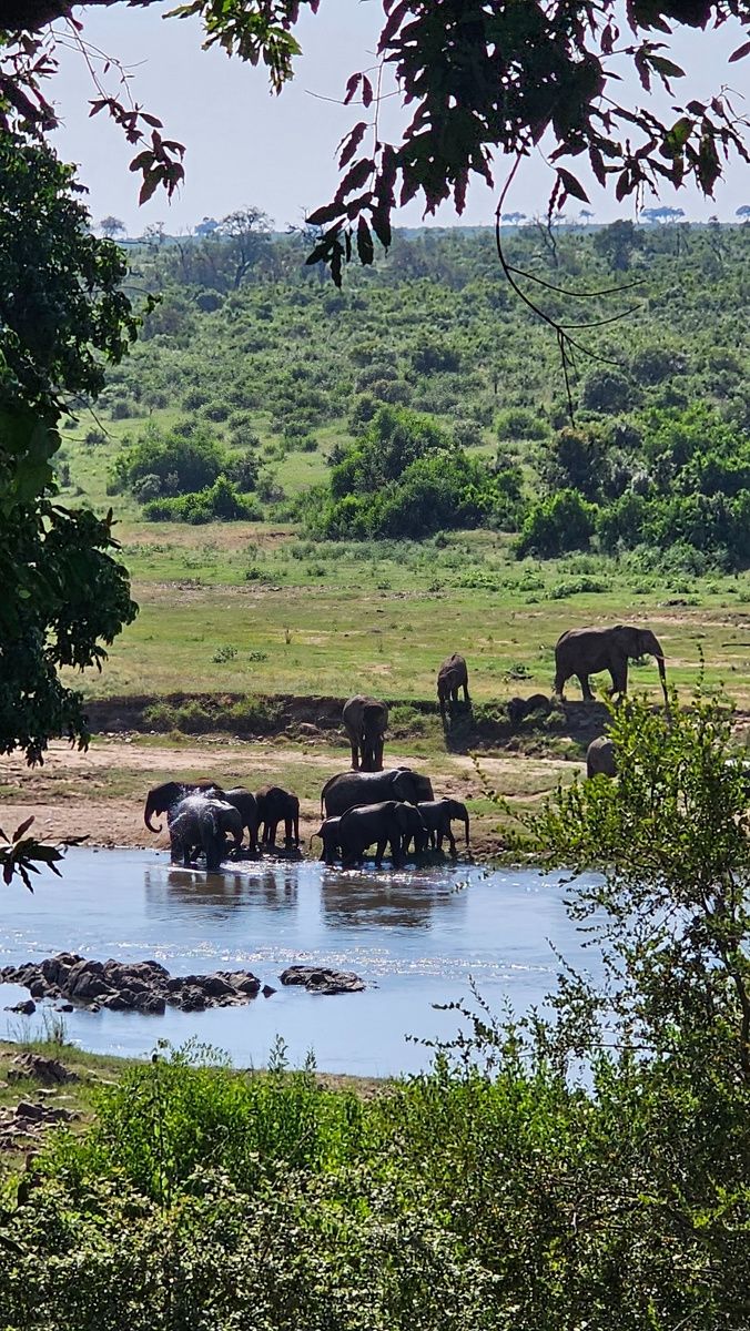 A group of elephants, including adults and calves, gather at a watering hole surrounded by lush greenery. Some elephants stand in the water, while others are nearby on the grassy bank. The scene is framed by tree branches, with a vast green landscape in the background.