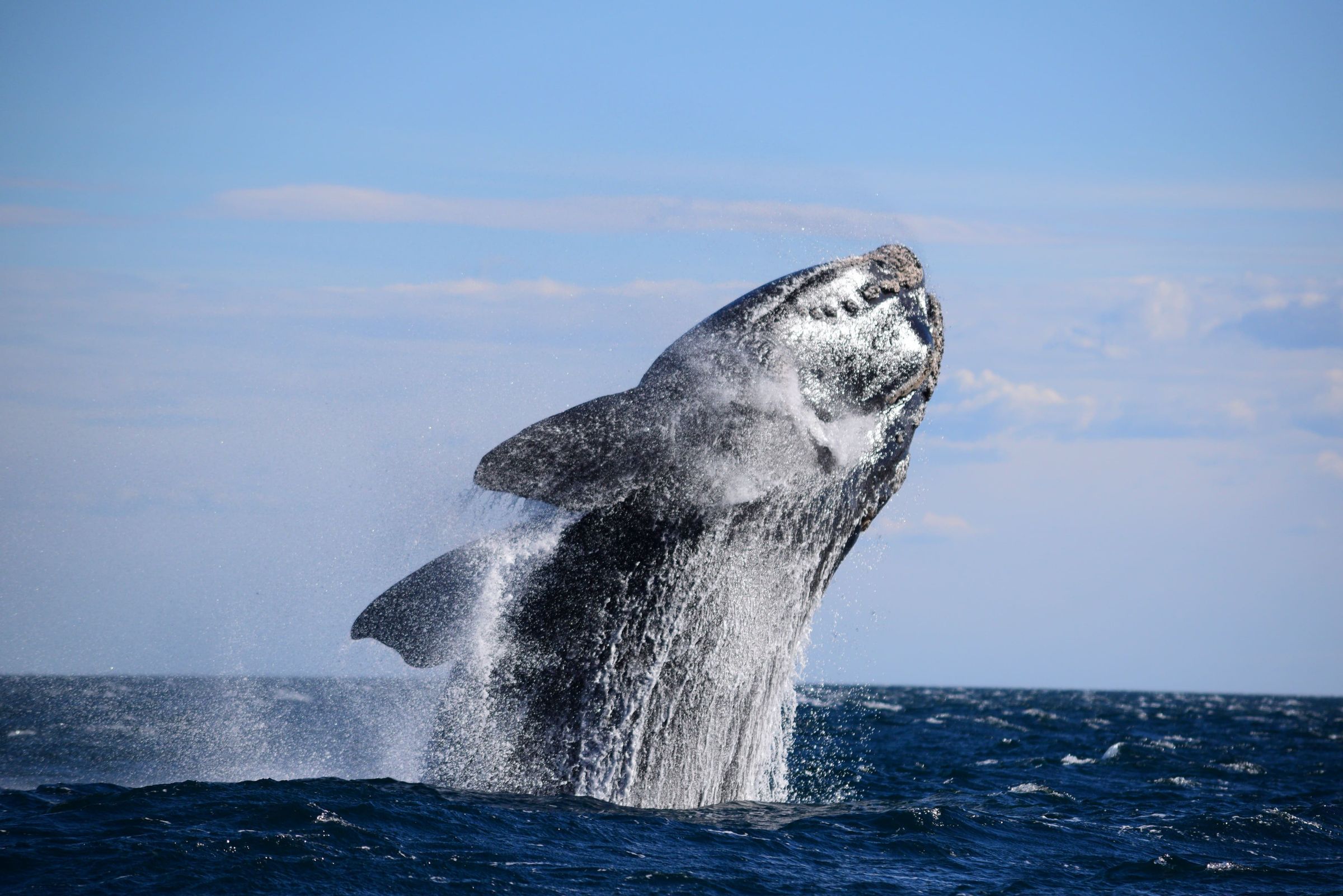 A majestic whale breaches the ocean surface, surrounded by splashing water against a clear blue sky. The powerful leap showcases the whale's massive size and the dynamic energy of the sea.
