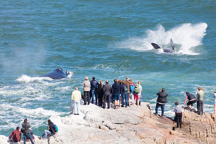 A group of people stand on rocky cliffs, observing whales swimming close to the shore. The ocean waves crash as the whales surface, showcasing their fins and tails. The scene captures the excitement of whale watching in a natural coastal setting.